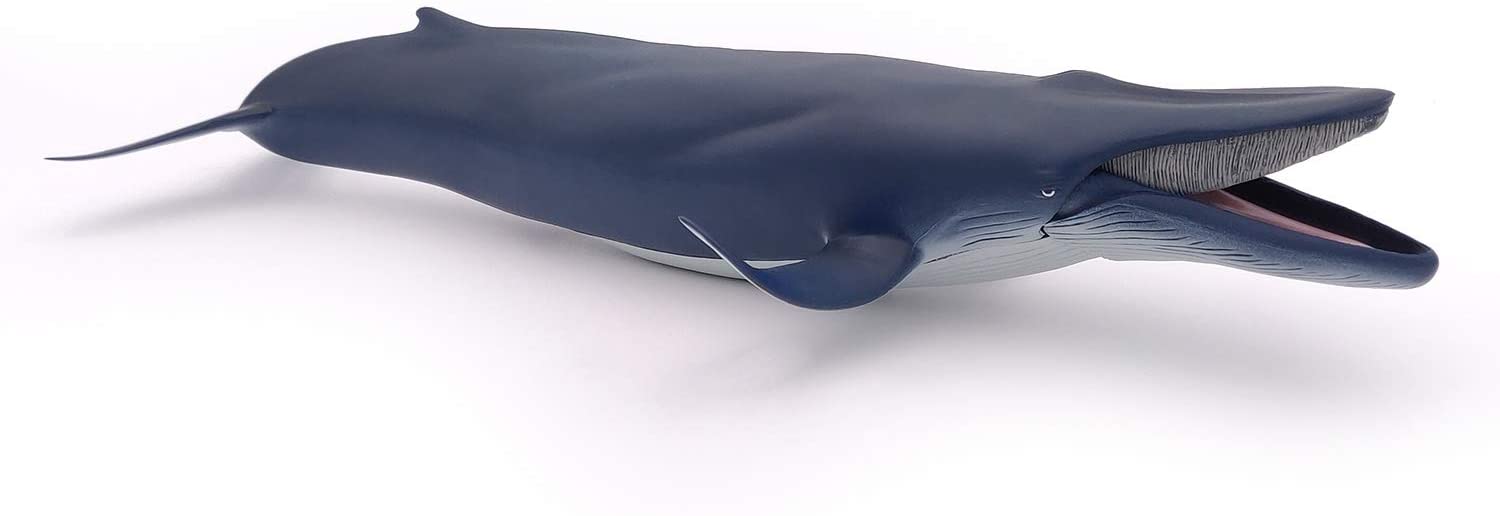 Синий кит  